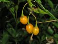 Solanum aviculare